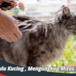 Bahaya Bulu Kucing