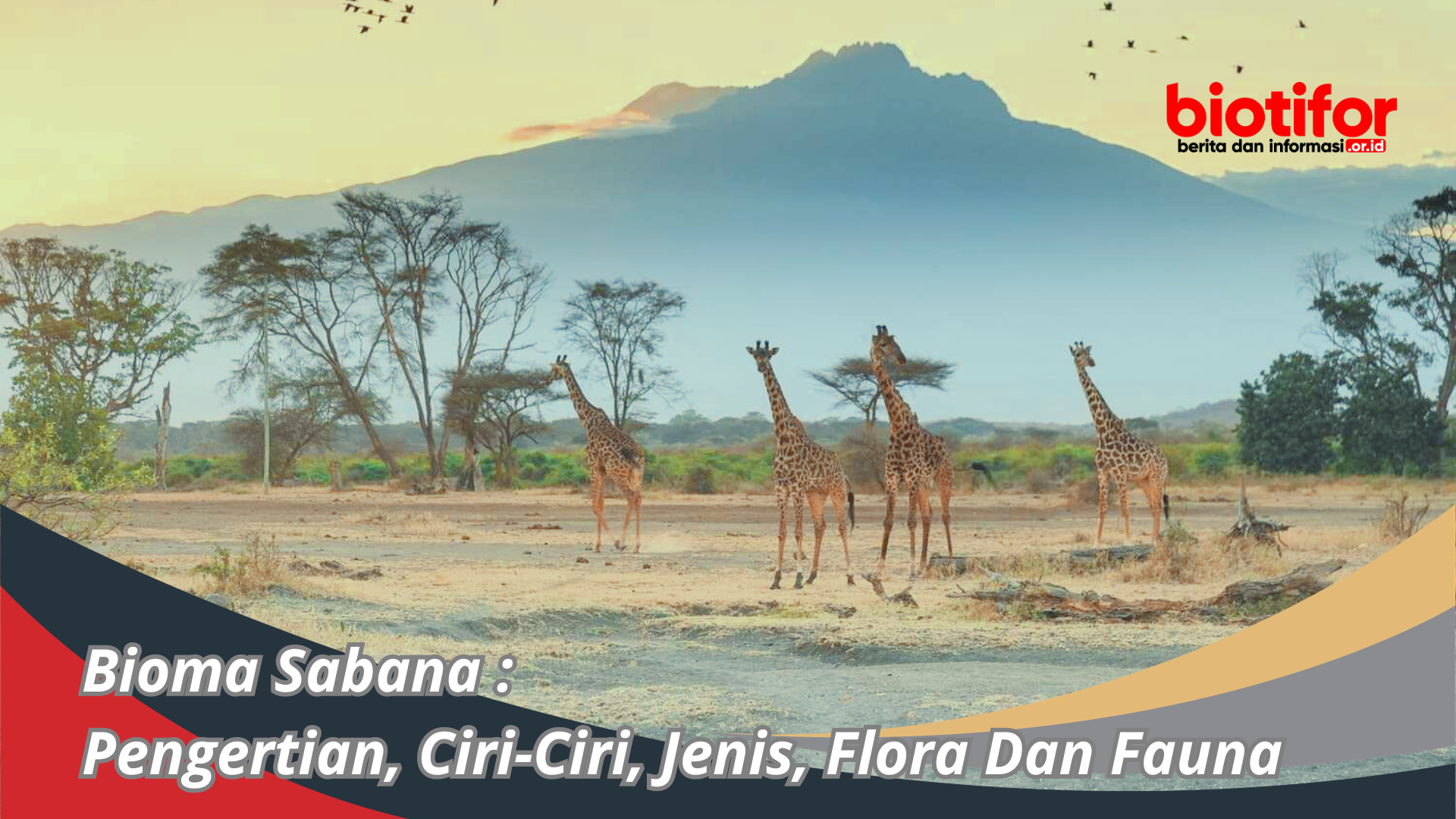 Bioma Sabana : Pengertian, Ciri-Ciri, Jenis, Flora Dan Fauna