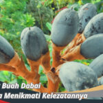 Buah Dabai