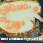 Buah Mentawa