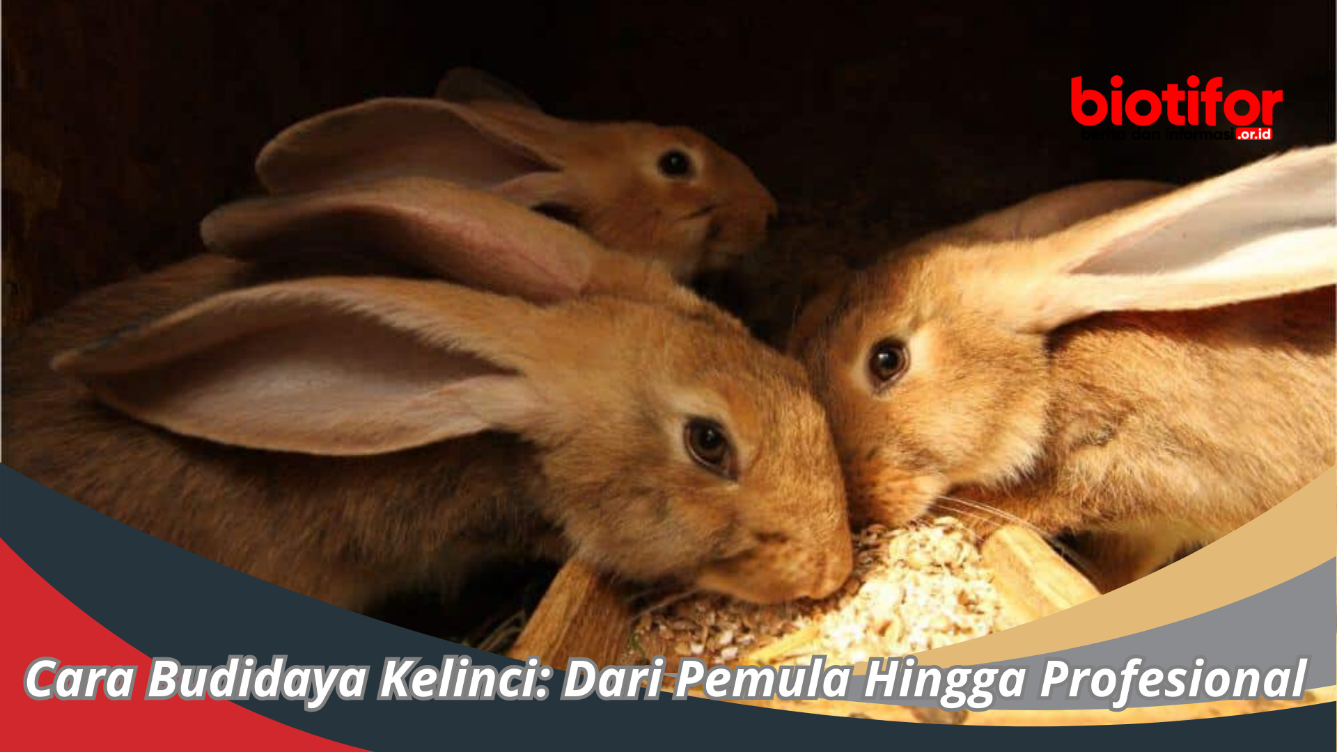 Cara Budidaya Kelinci: Dari Pemula Hingga Profesional