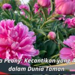 Bunga Peony: Kecantikan yang Abadi dalam Dunia Taman