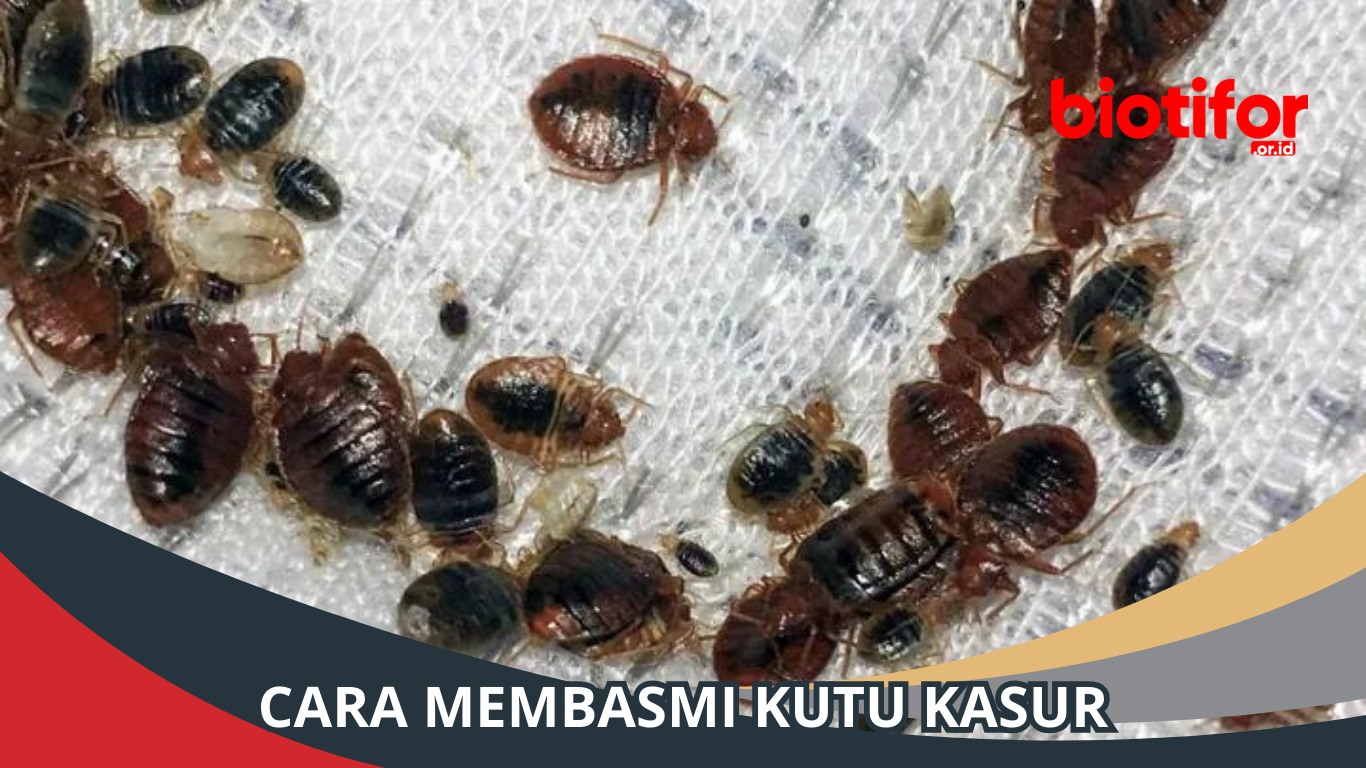 Cara Membasmi Kutu Kasur, Tips Ampuh untuk Mengatasinya!