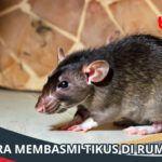 Cara Membasmi Tikus