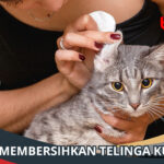 Cara Membersihkan Telinga Kucing