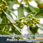 Cara Menanam Daun Salam Sendiri yang Praktis dan Mudah