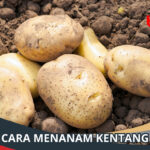 Cara Menanam Kentang