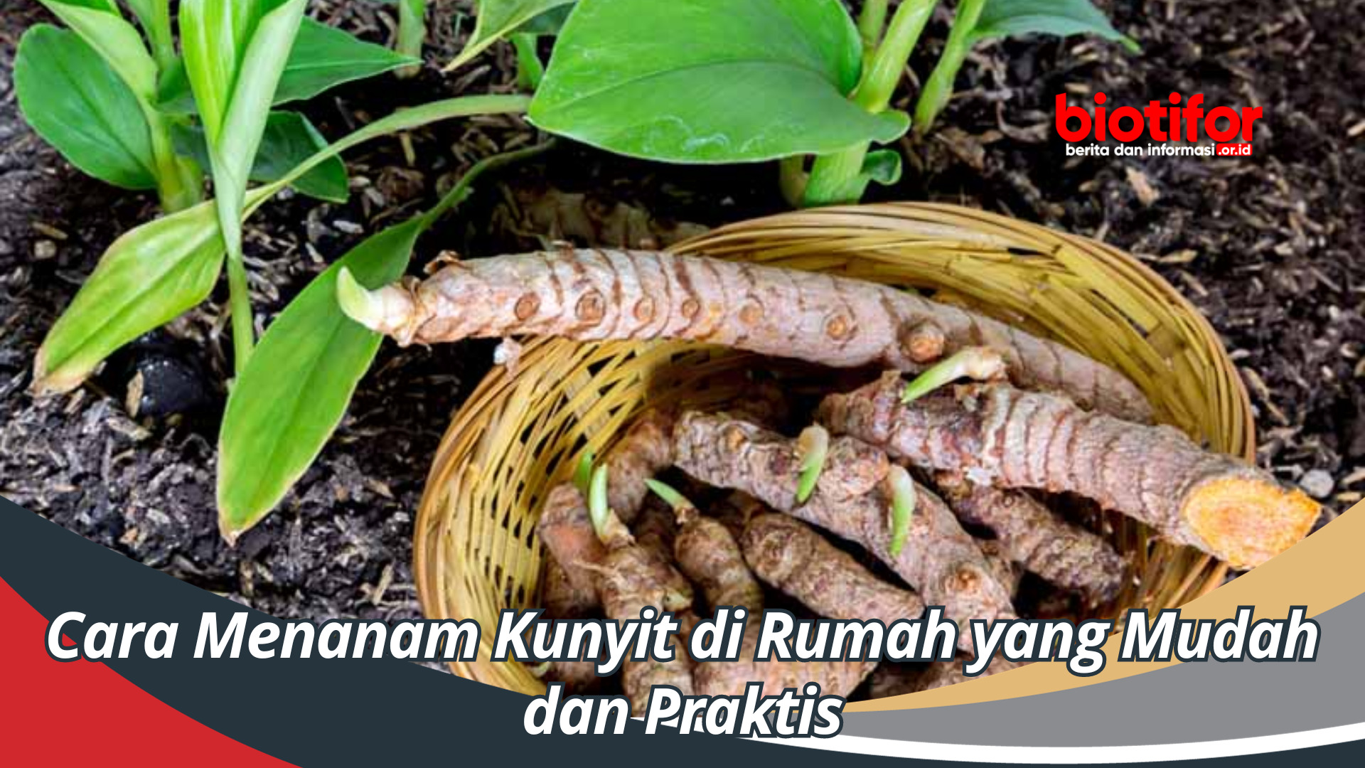 Cara Menanam Kunyit di Rumah yang Mudah dan Praktis