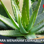 Cara Menanam Lidah Buaya