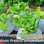 Cara Menanam Sayuran di Polybag: Panduan Praktis untuk Pemula