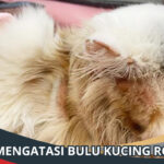 Cara Mengatasi Bulu Kucing Rontok