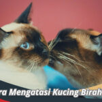 Cara Mengatasi Kucing Birahi