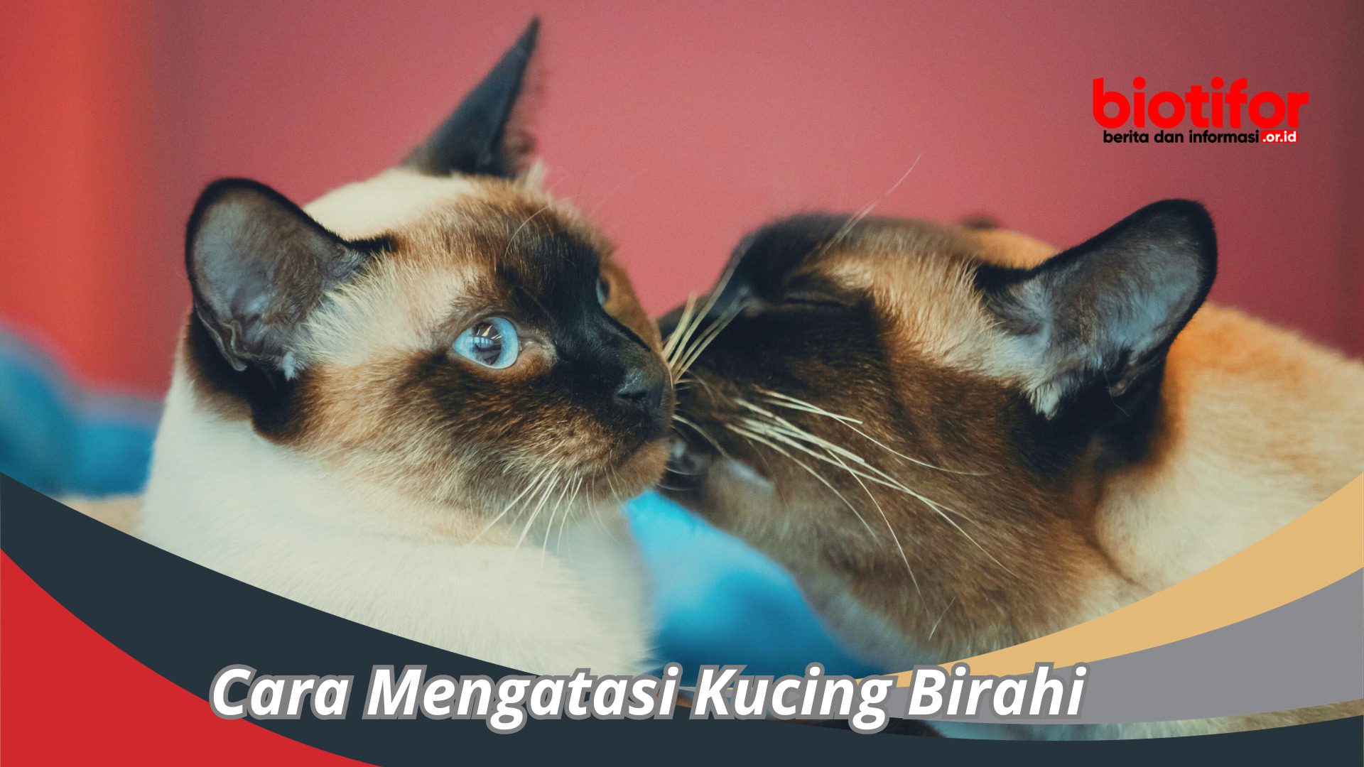 Cara Mengatasi Kucing Birahi