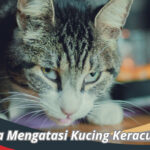 Cara Mengatasi Kucing Keracunan