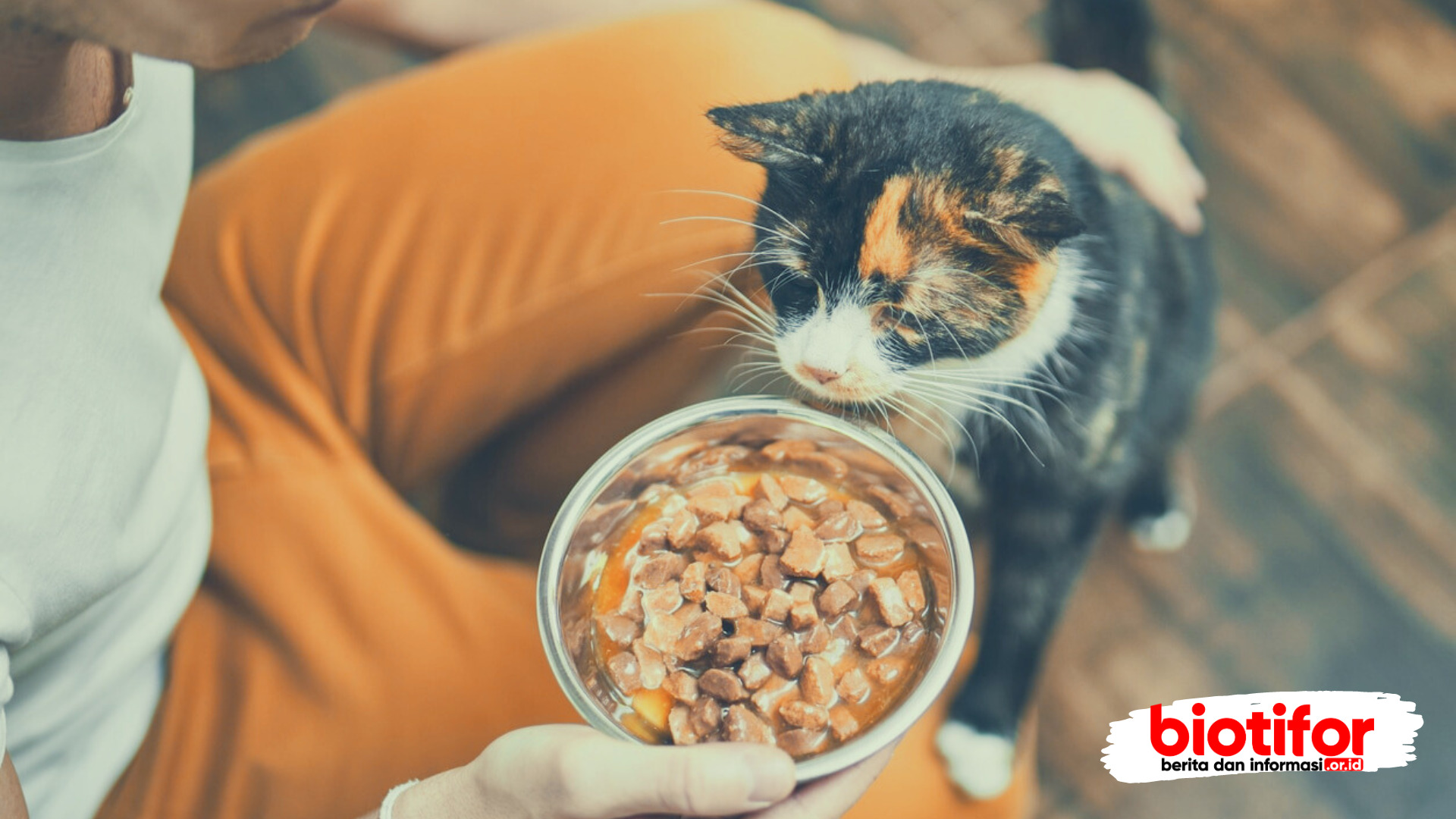 cara mengatasi kucing tidak mau makan