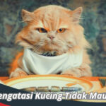 Cara Mengatasi Kucing Tidak Mau Makan