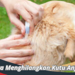 Cara Menghilangkan Kutu Anjing