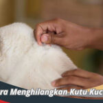 Cara Menghilangkan Kutu Kucing