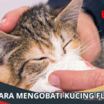 Cara Mengobati Kucing Flu