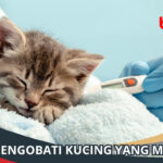 Cara Mengobati Kucing Mencret