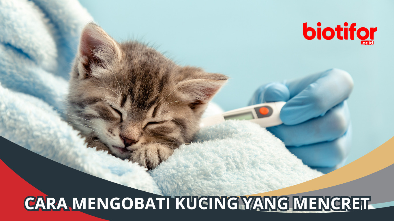 Cara Mengobati Kucing yang Mencret: Tips dan Perawatan