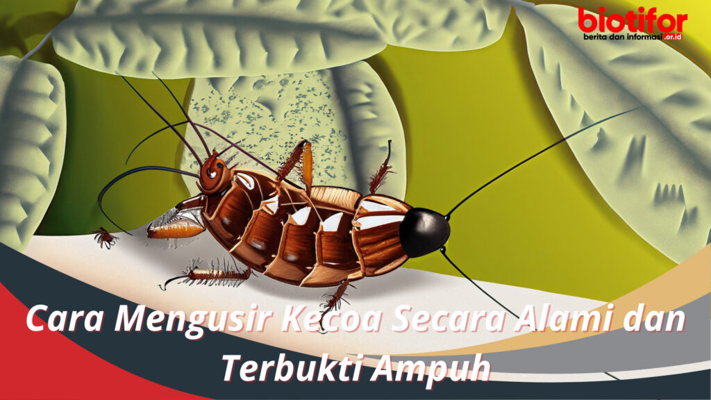 Cara Mengusir Kecoa Secara Alami dan Terbukti Ampuh Biotifor