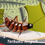 Cara Mengusir Kecoa Secara Alami dan Terbukti Ampuh