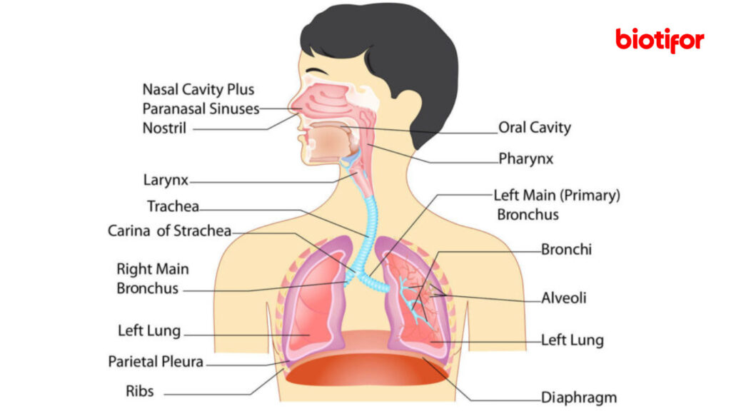 Cara Menjaga Organ Pernapasan Agar Tetap Sehat