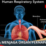 Cara Menjaga Organ Pernapasan