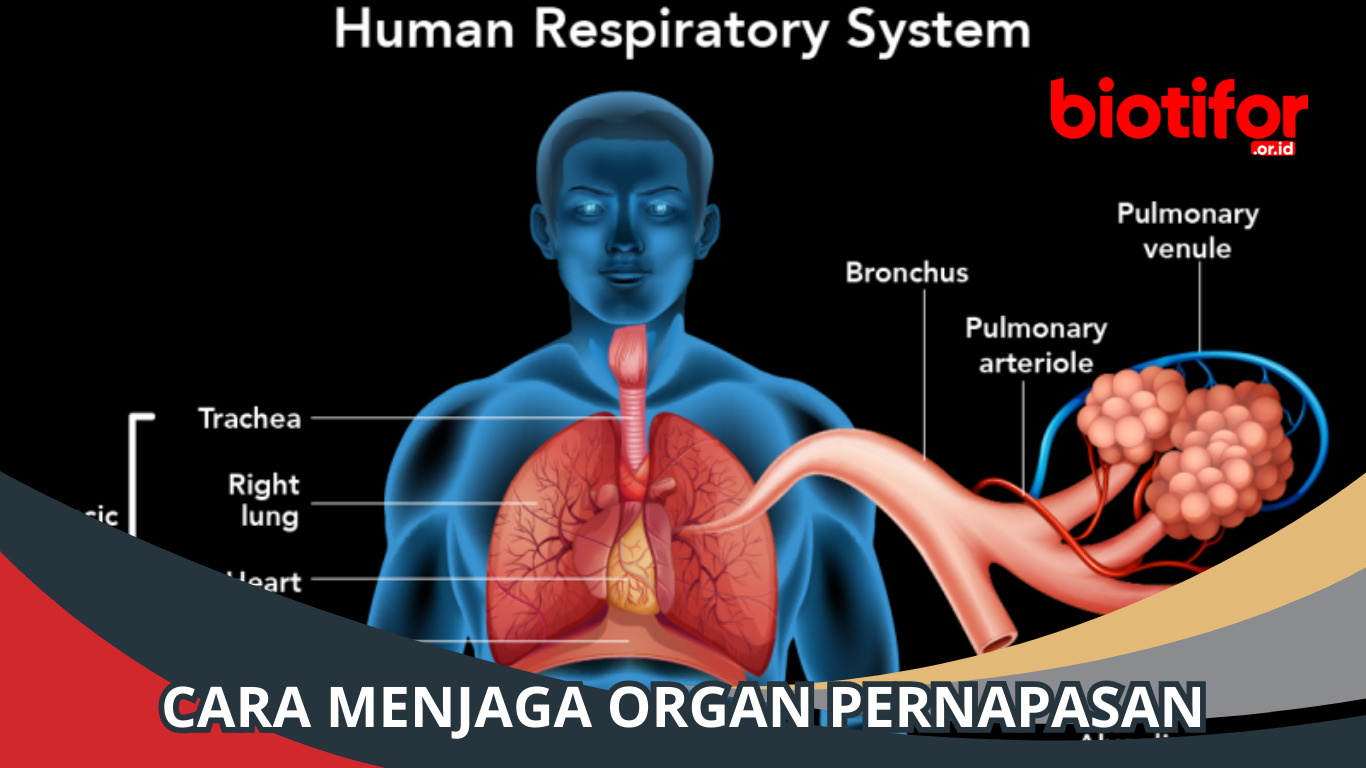 Cara Menjaga Organ Pernapasan