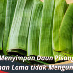 Cara Menyimpan Daun Pisang agar Tahan Lama tidak Menguning