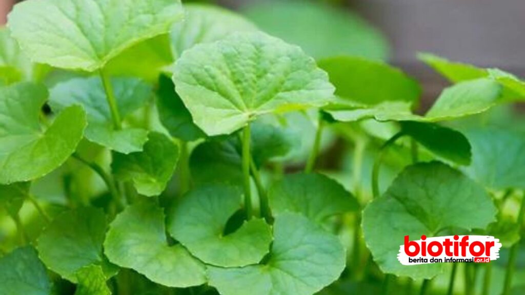 Centella Asiatica