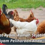 Habitat Ayam: Rumah Sejati bagi Ayam Peliharaan Anda