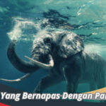 Hewan Yang Bernapas Dengan Paru-Paru