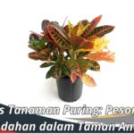 Jenis Tanaman Puring: Pesona Keindahan dalam Taman Anda