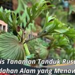 Jenis Tanaman Tanduk Rusa: Keindahan Alam yang Menawan