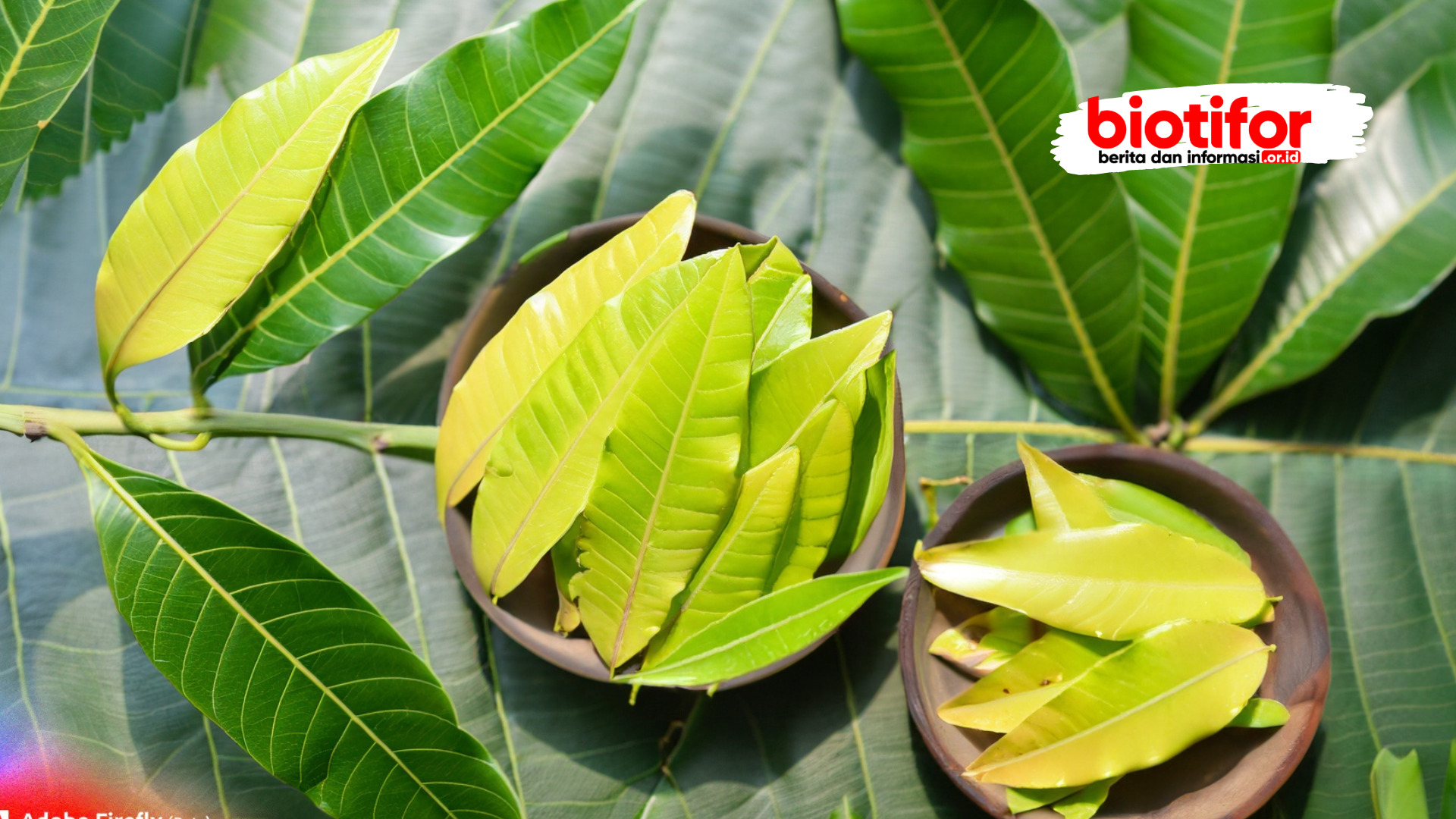 Kandungan Nutrisi dalam Daun Mangga