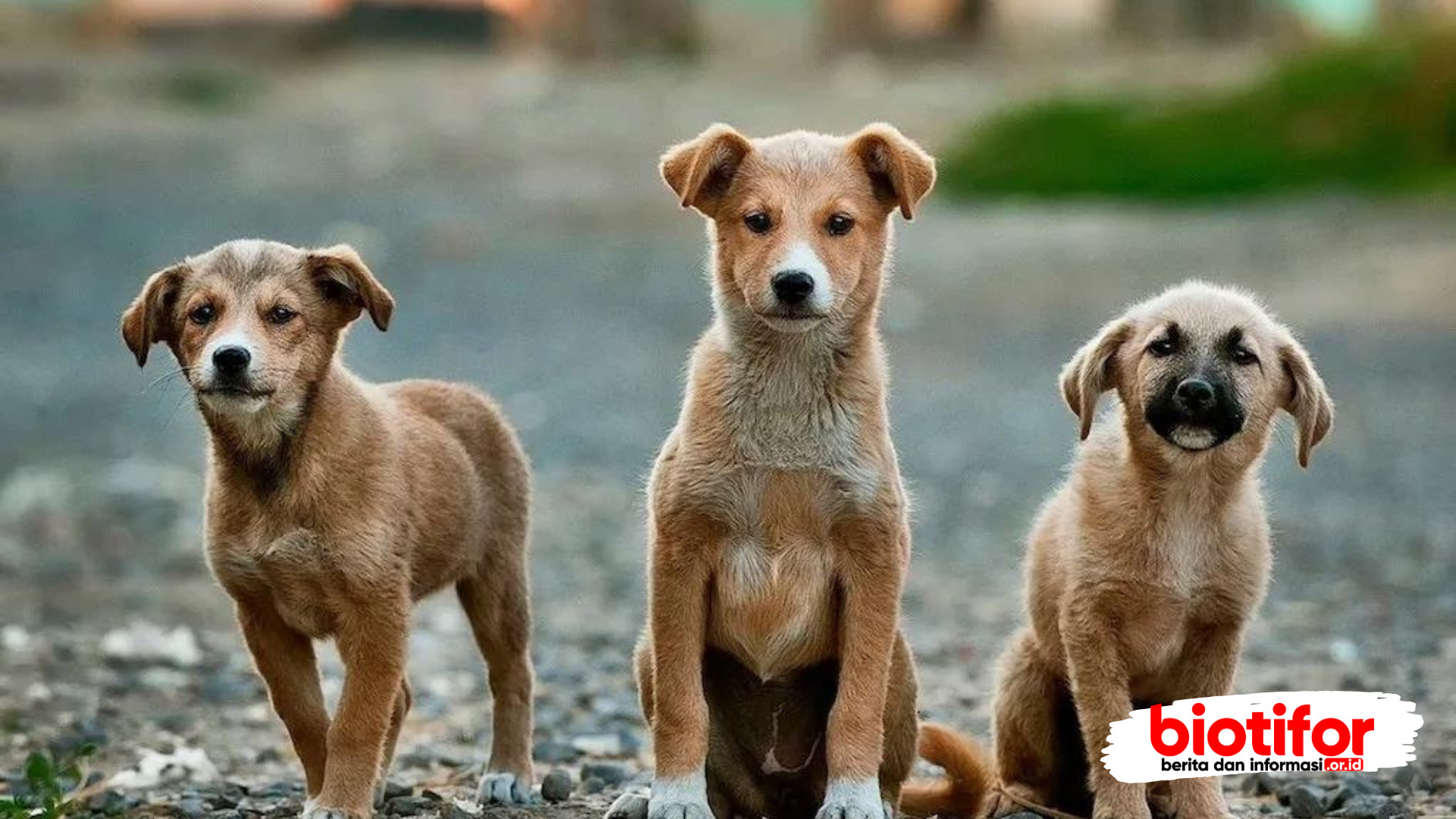 makanan anjing kampung