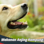 Makanan Anjing Kampung