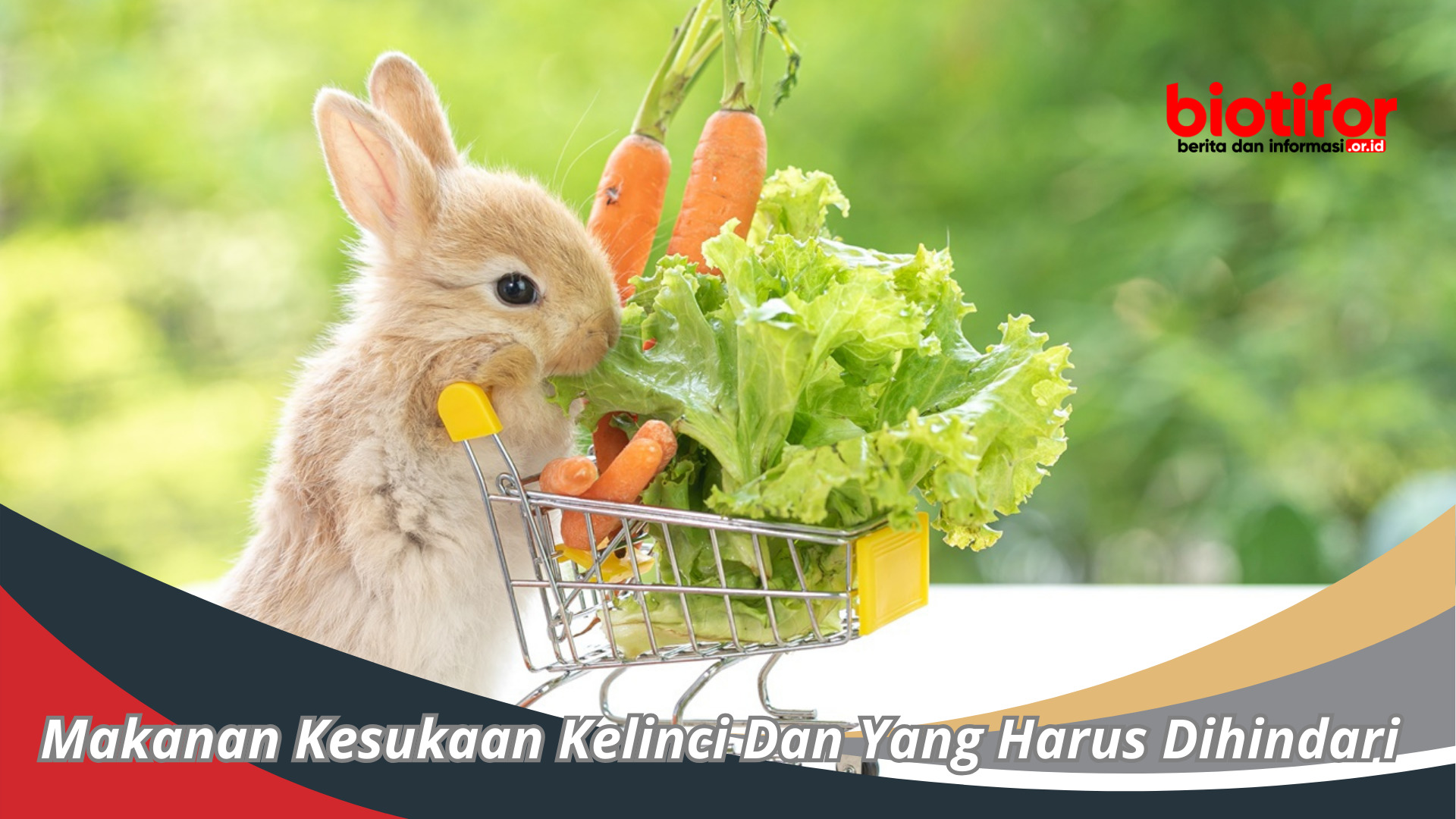 Makanan Kesukaan Kelinci
