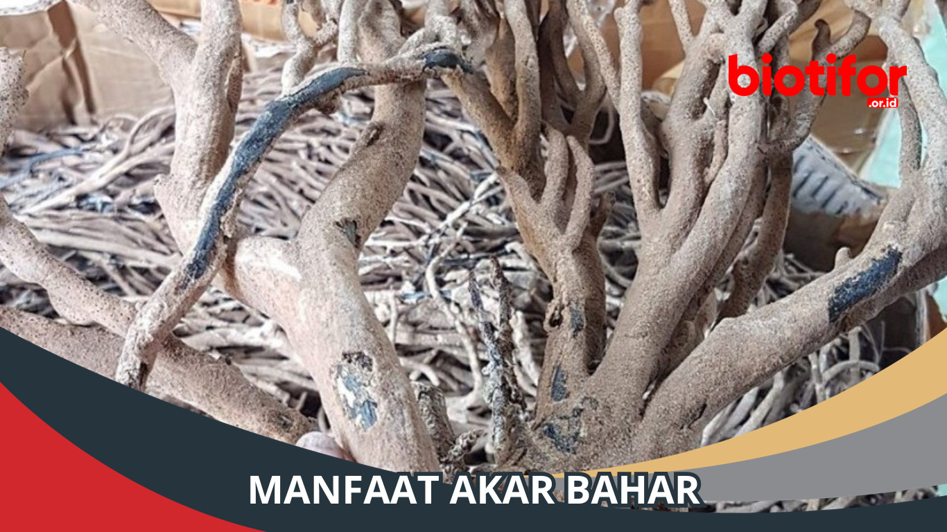 Manfaat Akar Bahar untuk Kesehatan dan Kecantikan