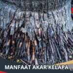 Manfaat Akar Kelapa