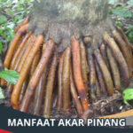 Manfaat Akar Pinang