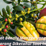 Manfaat Benalu Mangga yang Masih Jarang Diketahui Saat Ini