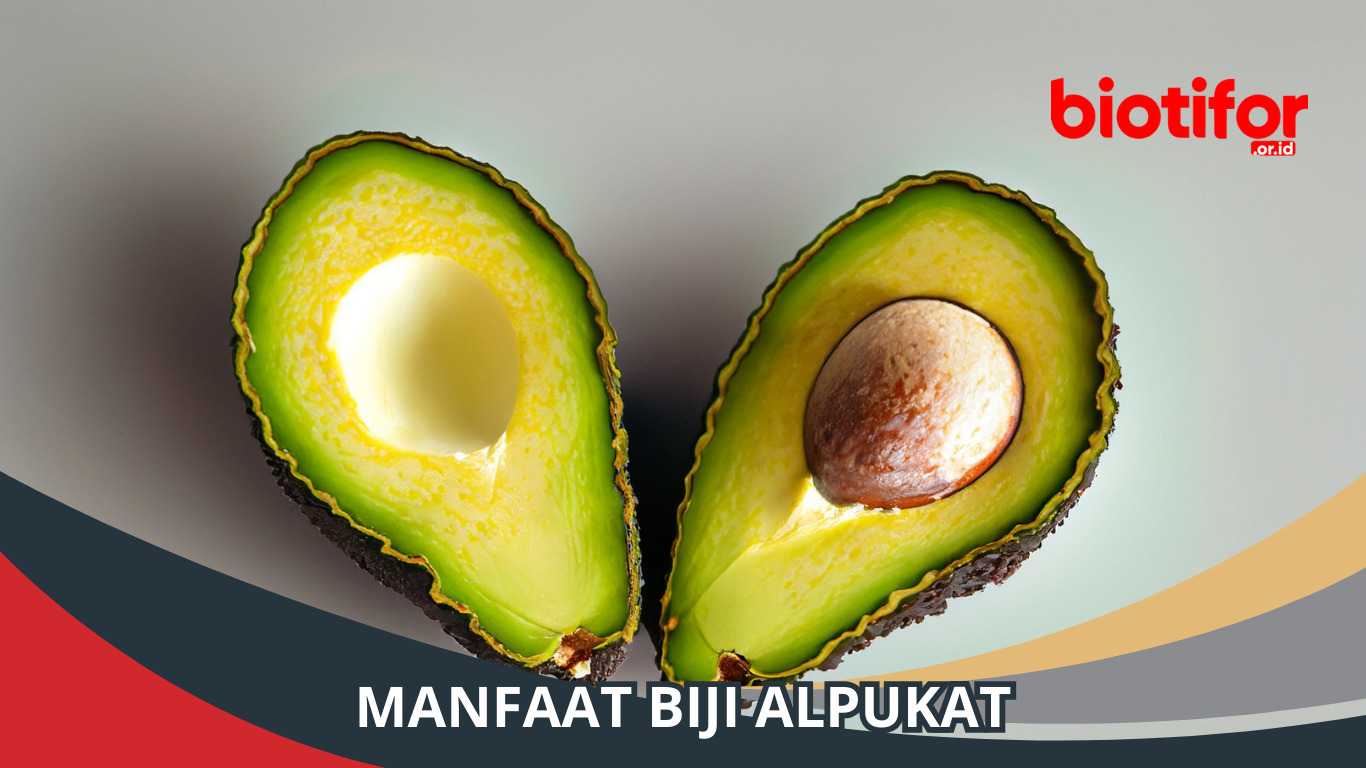 Manfaat Biji Alpukat