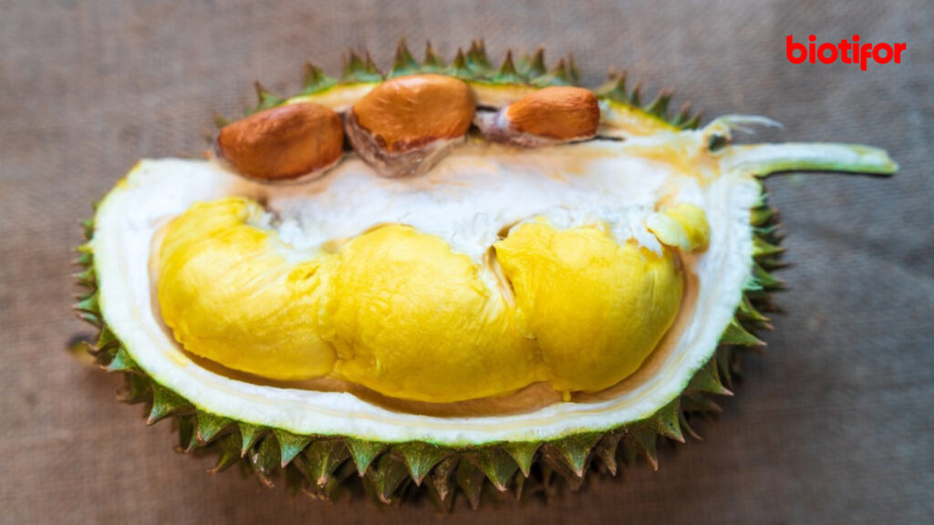 Manfaat Biji Durian Bagi Kesehatan