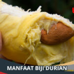 Manfaat Biji Durian