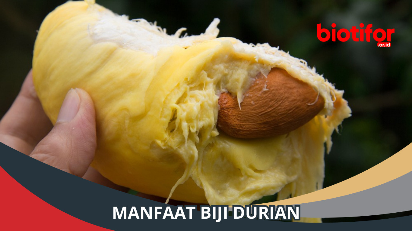 Manfaat Biji Durian