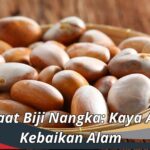 Manfaat Biji Nangka: Kaya Akan Kebaikan Alam