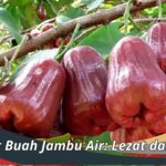 Manfaat Buah Jambu Air: Lezat dan Sehat!